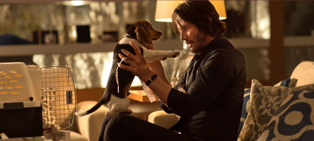 Em John Wick, tudo começa e termina com os cães. Conheça as estrelas da  saga – PiT