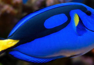 O peixe Blue Tang