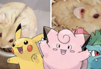 Hamsters e Pokémons