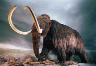 Reprodução do mamute Woolly