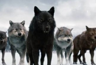 Lobos Gigantes|Há milhares de anos atrás existiam lobos gigantes, mas eles foram extintos como muitas outras espécies de animais.