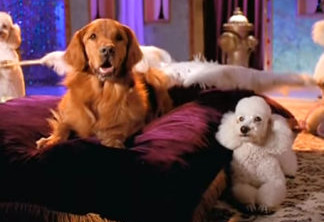 Dog that portrayed Duke in Bush’s Baked Beans commercials dies in Apopka