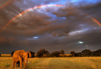 African elephant (Loxodonta africana) with double rainbow in background, Masai Mara GR, Kenya, January