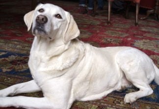 Downton Abbey | Ator revela quem decidiu matar a adorável cadela Isis na série