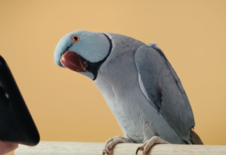 Bird Box | Filme da Netflix com Sandra Bullock é exibido para pássaros; veja as reações
